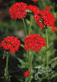 Lychnis Chalcedonica Portion S Perennials Dream Garden Outdoor Garden