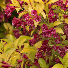 Check spelling or type a new query. Some Favorite Cold Zone Shrubs