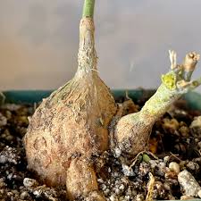 Image result for Macrotyloma stenophyllum