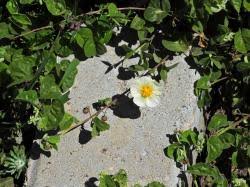 Image result for Wissadula