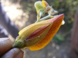 Image result for Crotalaria torrei