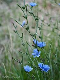 Image result for Cichorium