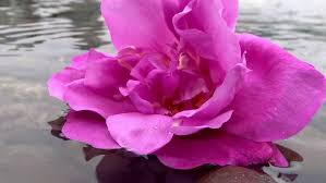 Maybe you would like to learn more about one of these? Rose In Water 01 Stock Footage Video 100 Royalty Free 8417179 Shutterstock
