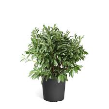 Brighter Blooms 5 Gal Skip Laurel Shrub Lau Skp 23 5 The Home Depot