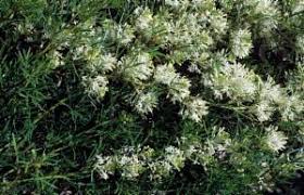 Image result for Grevillea biternata
