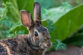 Learn homemade rabbit repellent recipes to keep them away! How To Keep Rabbits Out Of The Garden Predator Guard Predator Deterrents And Repellents