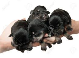 Normal black & silver and liver & tan puppies can be born with minimal to darker markings. Four Little Miniature Schnauzer Black And Silver Puppies In Arms Stock Photo Picture And Royalty Free Image Image 22691499