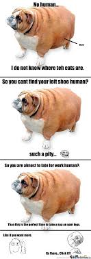 25+ best memes about fat dogs | fat dogs memes these pictures of this page are about:what is fat dog meme. Epic Fat Dog By Yo Mama Meme Center