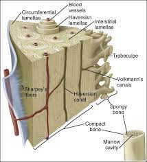 6 Bone Pocket Dentistry