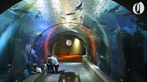 We've traveled along the oregon coast for a total of three times. The Oregon Coast Aquarium Turns 25 Youtube