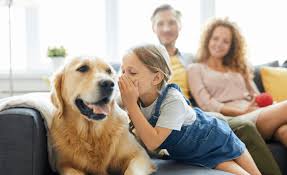 This is why it is a good idea to keep the poodle active. 13 Best Dog Breeds For Autism Children Families Angelsense