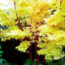 Tall growing canadian tree, used to tap the sap for maple syrup. Greenman Blog Archive Plants Japanese Maples Trees To Plant Japanese Maple Tree Japanese Maple Landscape