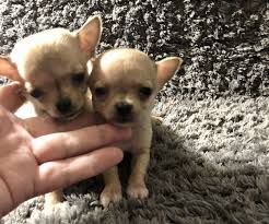 Very tiny merle female looking for pet home. Chihuahua Puppy For Sale In Harrisburg Pennsylvania Usa Adn 200712 On Puppyfinder Com Gender F Chihuahua Puppies Baby Chihuahua Chihuahua Puppies For Sale