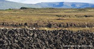 Blueberries, which perform much better in acidic soils, will usually benefit from the addition of peat moss. Why You Shouldn T Garden With Peat Moss