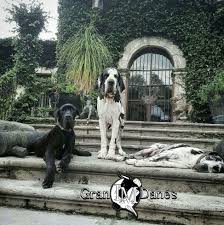 Gran Danes Gran Danes Perros Cachorros