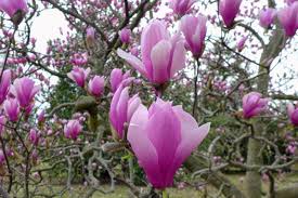 Maybe you would like to learn more about one of these? The Spring Equinox Is Thursday March 19 8 Things To Know About The First Day Of Spring Vox