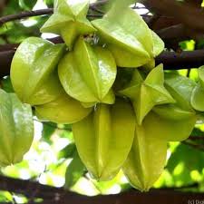 Image result for Averrhoa carambola