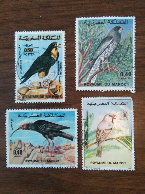 Some species of Birds that chose to live in the Kingdom Morocco