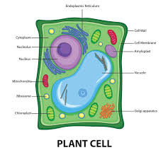 >>click here to download your free plant and animal cell learning pack.<< for ideas on making 3d cell models, check out my pinterest board: Draw A Welllabelled Diagram Of A Plant Cell Class 11 Biology Cbse