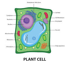 Difference between plant cell and animal cell with labelled diagram. Draw A Welllabelled Diagram Of A Plant Cell Class 11 Biology Cbse