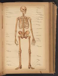 Ross and wilson has been a core text for students of anatomy and physiology. Anatomical Diagram Of Human Skeleton Science History Institute Digital Collections