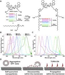 Studies of clearance rates of radiolabeled igg. Advances In The Development Of Fluorescence Probes For Cell Plasma Membrane Imaging Sciencedirect