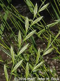 Image result for Lolium multiflorum