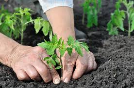 Maybe you would like to learn more about one of these? How Far To Space Vegetables In A Raised Garden