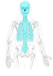 File Axial Skeleton Diagram Blank Svg Wikimedia Commons Axial Skeleton Skeleton Anatomy Anatomy Coloring Book