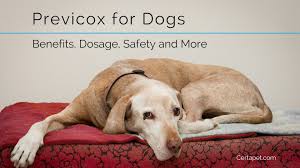 Previcox For Dogs Benefits Dosage Safety And More Certapet