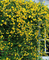 Currently there are three types of flowers: Winter Jasmine Trees And Shrubs From Spalding Bulb Winterplanten Tuin Struiken Tuin