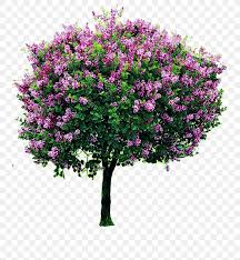 Shrub Lilac Tree Pruning Garden Png 736x888px Shrub Box Branch Burning Bush Cut Flowers Download Free Shrub tree, bush, grass, cartoon, vector trees png. shrub lilac tree pruning garden png