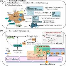Image result for Platelet Dysfunction