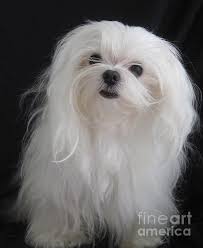 Black And White Maltese Pin Su Maltese