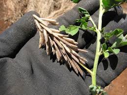 Image result for Indigofera podocarpa