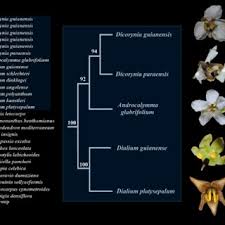 Image result for Platysepalum