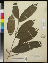 Image result for Antidesma membranaceum