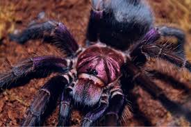 Image result for Duosperma fimbriatum