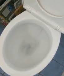 Why Did You Lower The Water Mouse Toilet Appearance Animal Fails Funny Animal Videos Cute Animals