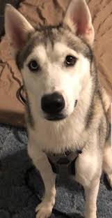 Report a broken link or other error here. Pin On Dogs To Adopt