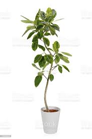 Foto De House Plantーficus Altissima Variegata E Mais Fotos De Stock De Planta De Interior Istock