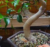 Transforming a Ficus Benjamina Bonsai Tree