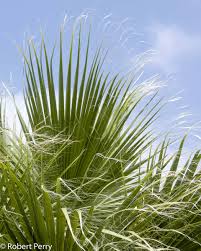 Image result for Wiesneria filifolia