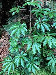 Image result for Astropanax goetzenii