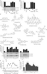 Proteasomes are cylindrical, multisubunit proteases found in eukaryotes, eubacteria, and archaebacteria. Proteasome Activation By Small Molecules Cell Chemical Biology