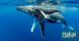 Their latin name, megaptera novaeangliae, means big wing of new england. humpback whales are known for their magical songs, which travel for great distances through the world's oceans. On Knowing The Winged Whale Hakai Magazine