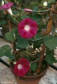 Image result for Hippocratea africana