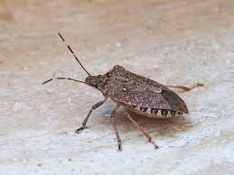 What Kissing Bugs Look Like How To Tell Them Apart From Stink Bugs