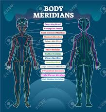 Body Meridian System Vector Illustration Scheme Chinese Energy