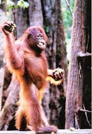 Tergolong dalam genus pongo, orang utan pada mulanya difikir satu spesis. Urangutan Wikipedia